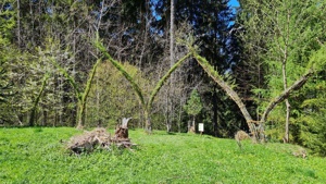 Elfenarchitektur - Elfenbögen Schwazer Silberwald