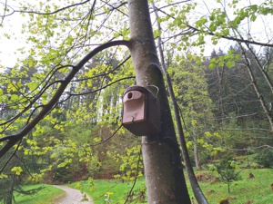 Vogelnistksten - Schwazer Silberwald