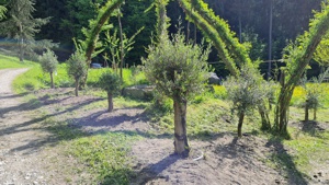 Olivengarten des Silberwaldes