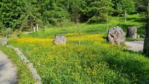 Blühende Wiese - Schwazer Silberwald