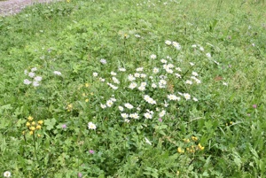 Wildblumen Schwazer Silberwald