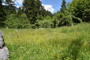 Blumenwiese Schwazer Silberwald
