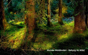 Loorien Akademie Schwaz Schwazer Silberwald 