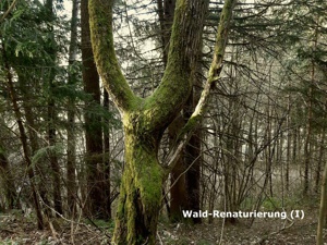 Loorien Akademie Schwaz Silberwald