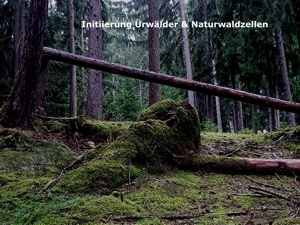 Loorien Akademie Schwaz Schwazer Silberwald 