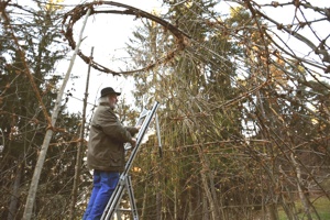 Elfendom Reastaurierung Silberwald