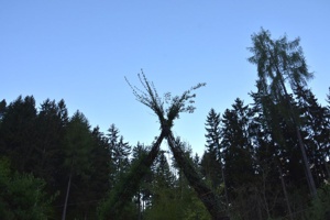 Elfen Architektur Weisenbögen Silberwald