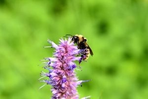 Wildbiene Silberwald