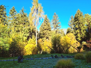Herbstfärbung Schwazer Silberwald 