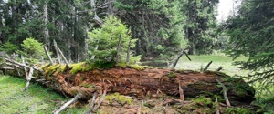 Loorien Akademie Schwaz - Schwazer Silberwald