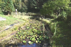 Mondweiher Schwazer Silberwald