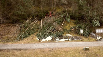 Winter-Baumschäden Schwazer Silberwald