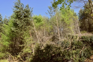 Winter-Baumschäden Schwazer Silberwald