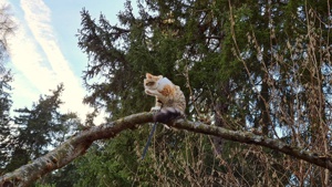 Katzenbesuch im Silberwald 